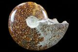 Polished, Agatized Ammonite (Cleoniceras) - Madagascar #75977-1